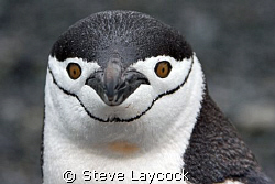Chinstrap penguin, admiring his reflection in the lens by Steve Laycock 